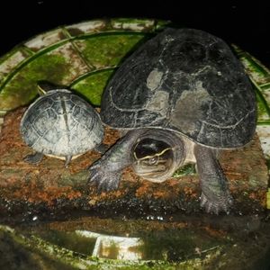 Meet your Posher, Danyika